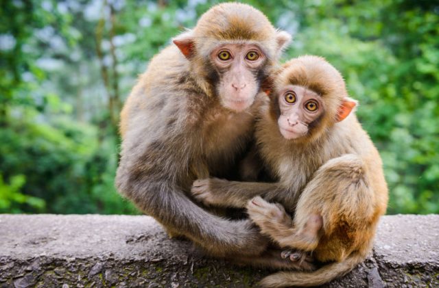Chia sẻ 101 hình ảnh con khỉ đẹp nhất thế giới 3D chất lượng cao