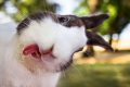 Khám phá 99 hình ảnh con thỏ xinh xắn dễ thương