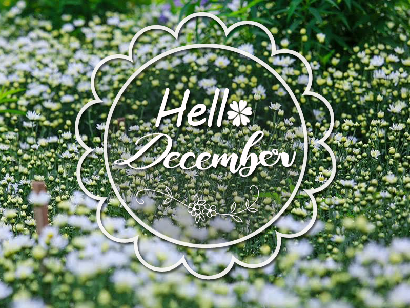 Những bức ảnh đẹp chào đón tháng 12 sẽ khiến bạn thăng hoa cùng niềm vui của mùa lễ hội sắp đến. Hãy chiêm ngưỡng những cảnh đẹp ngập tràn tình yêu và sự trang trọng qua từng khung hình.