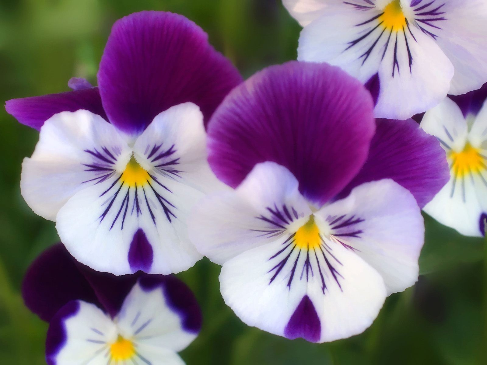 50 Hình Ảnh Những Bông Hoa Đẹp Nhất Thế Giới Có Kích Thước Lớn