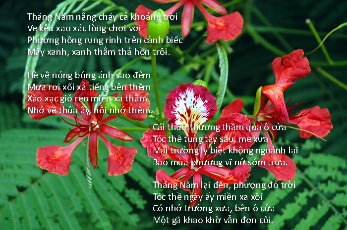 thơ về hoa hay nhất phần 15