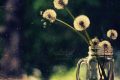 Stt hay về hoa bồ công anh – Loài hoa dại rung rinh trong gió