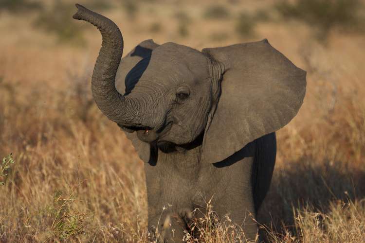 99 hình ảnh con voi to đẹp và ấn tượng nhất trên thế giới  ALONGWALKER