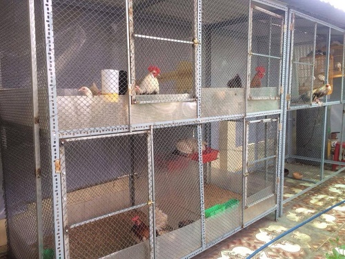 Cách làm chuồng gà bằng lưới b40 an toàn bền bỉ