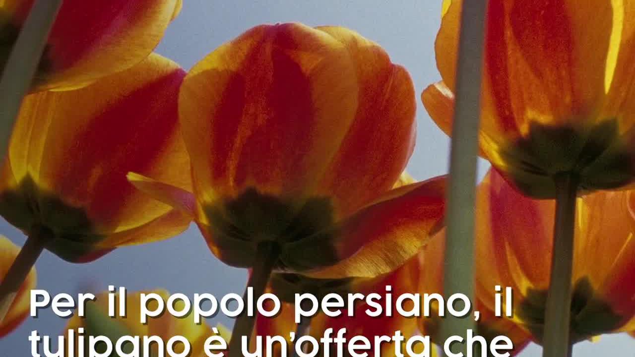 Citazioni sui fiori: l'incanto della natura