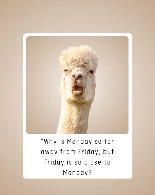 Start Your Week with a Smile 100 Funny Monday Quotes and Sayings