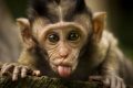 Chọn lọc những hình ảnh con khỉ đẹp, ngộ nghĩnh nhất thế giới
