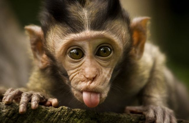 Hãy chiêm ngưỡng những hình ảnh đẹp lung linh của các chú khỉ đáng yêu trong thiên nhiên hoang sơ. Chắc chắn bạn sẽ cảm thấy yêu thích và hứng thú với tuyệt đẹp của chúng. Hãy thưởng thức hình ảnh này ngay nào!