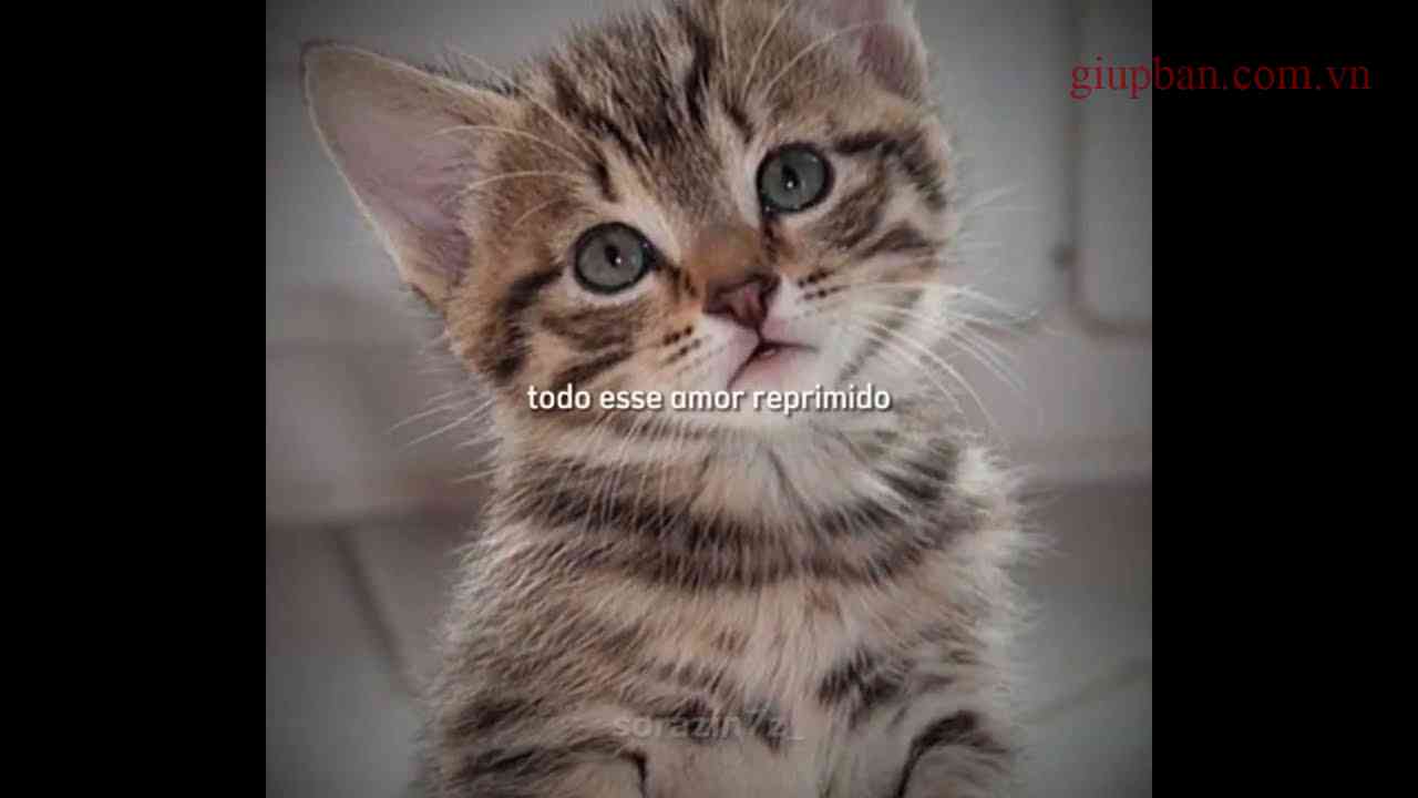 Gato No Liquidificador Vídeo Completo: Watch Gato No Liquidificador