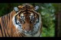 Khám phá bộ sưu tập hình ảnh con hổ hoang dã nhất